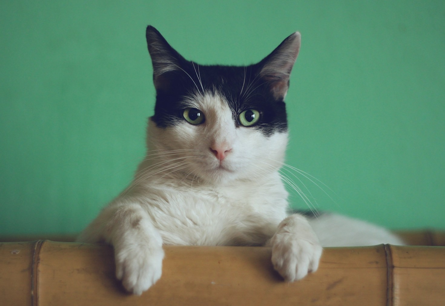 Trockenfutter oder Nassfutter für meine Katze