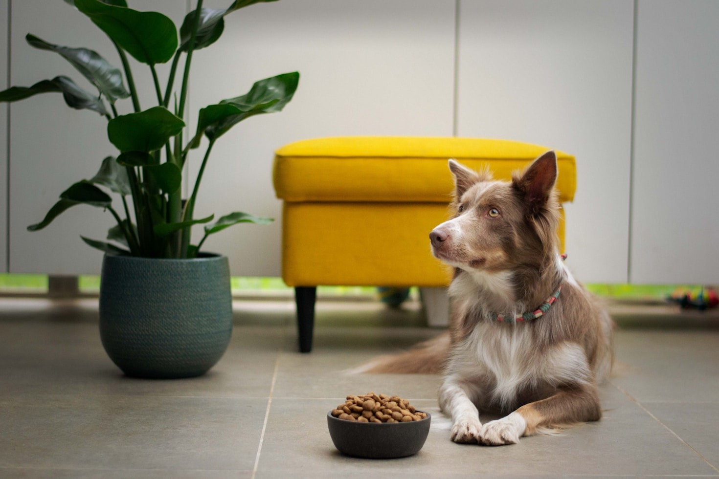 Ernährungsfehler bei Hunden einfach vermeiden